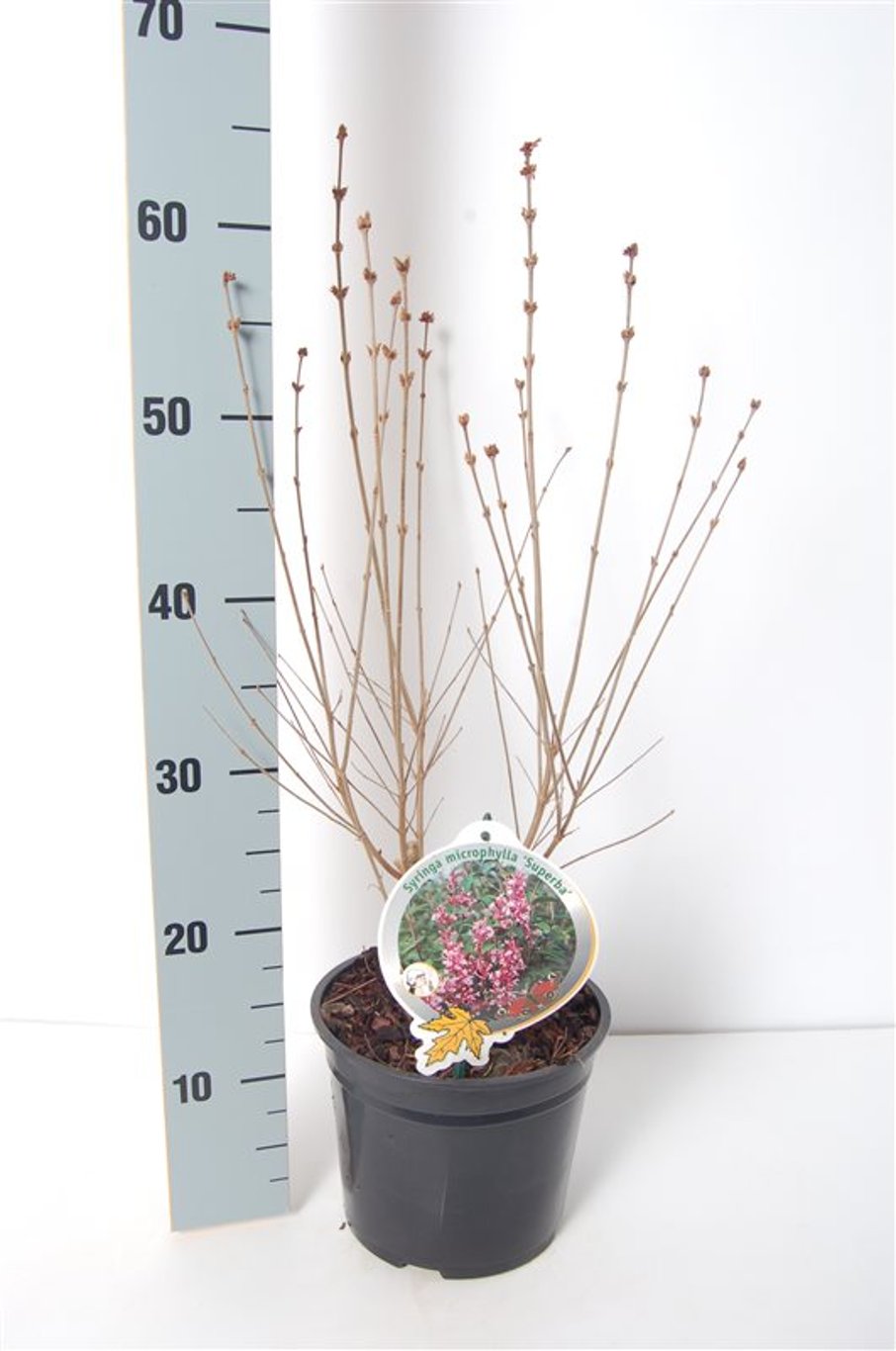 Syringa microphylla 'Superba' - C3 40-50 CM